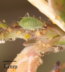 Acyrthosiphon lactucae