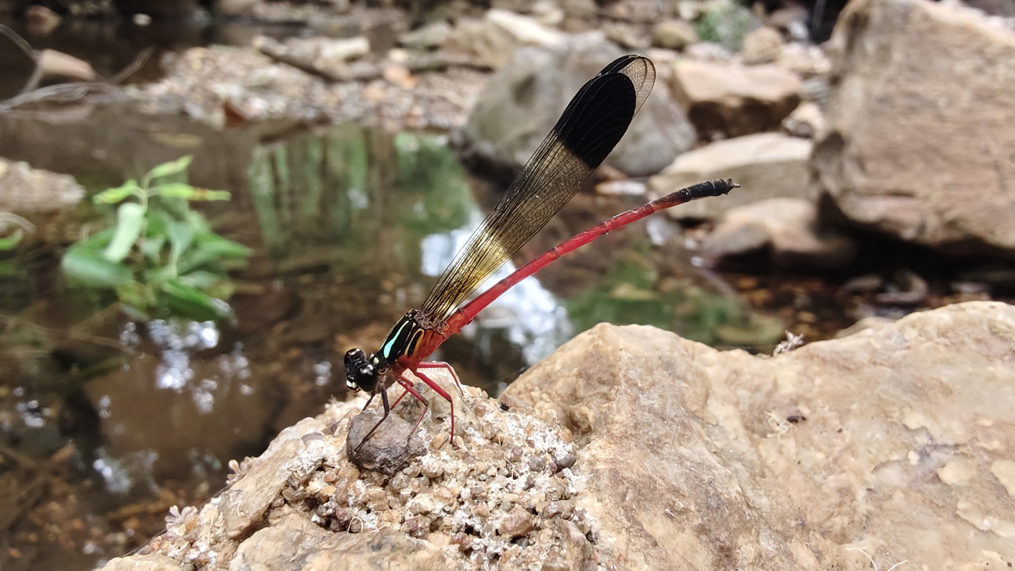 Malabar Satinwing