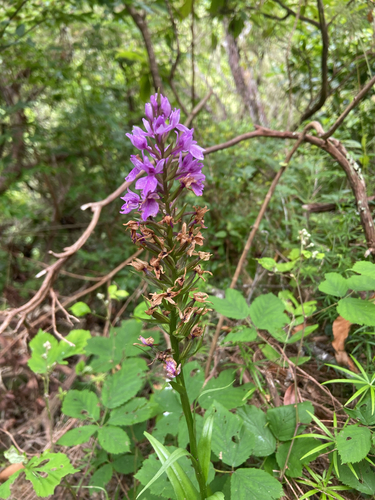 Madeira Orchid (Dactylorhiza foliosa)