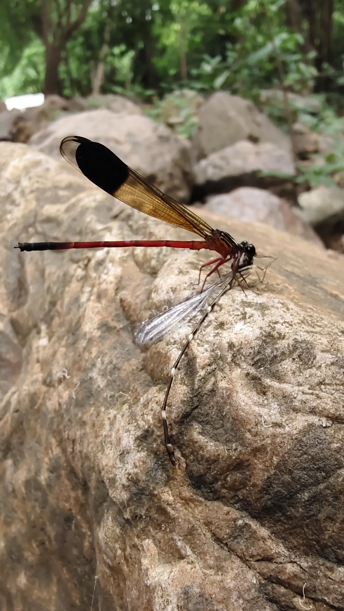 Malabar Satinwing