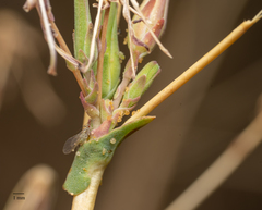 Acyrthosiphon lactucae