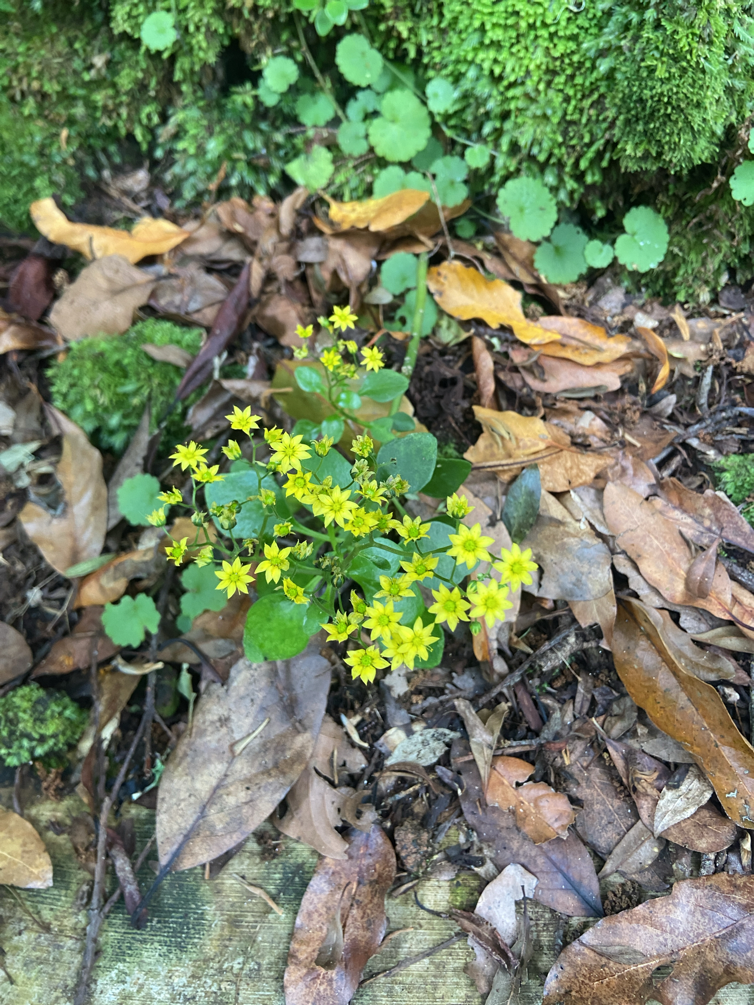 Aichryson divaricatum