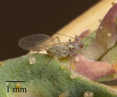 Acyrthosiphon lactucae