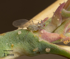 Acyrthosiphon lactucae