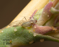 Acyrthosiphon lactucae