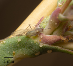 Acyrthosiphon lactucae