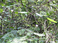 Ipomoea parasitica
