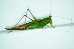 Conocephalus saltans