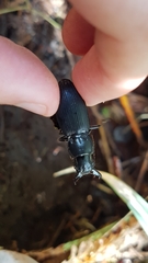 Plocamostethus planiusculus