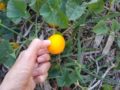 Cucumis melo dudaim