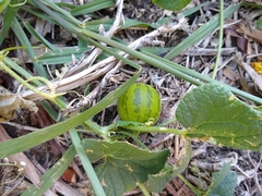 Cucumis melo dudaim