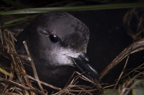 fura-buxo-de-gould (Pterodroma gouldi)