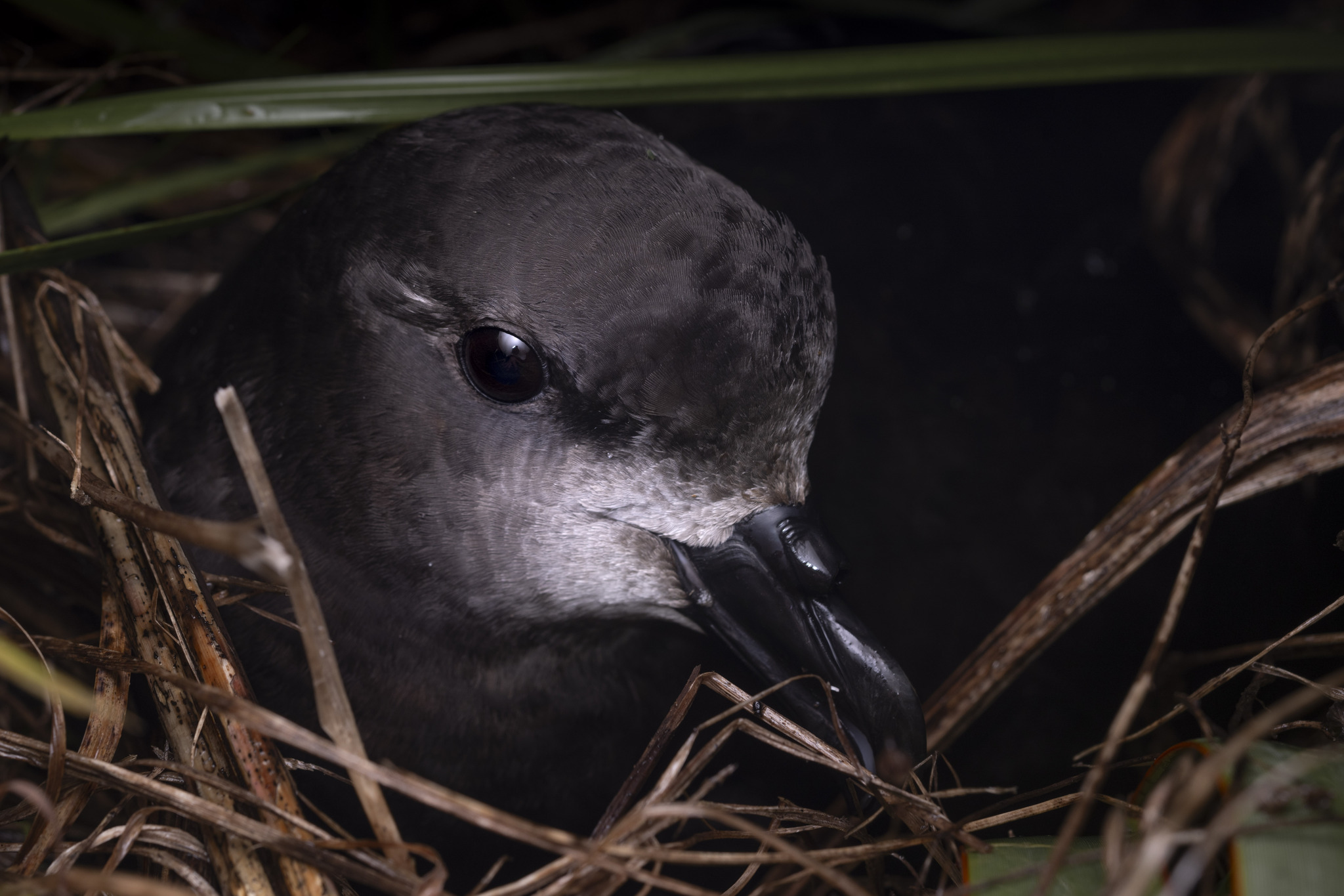 Grey-faced Petrel (Pterodroma gouldi)