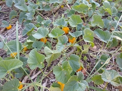 Cucumis melo dudaim