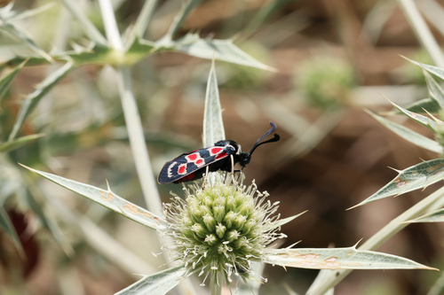 Zygaena occitanica