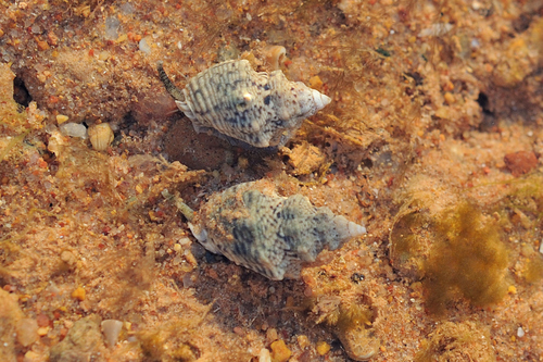 Cominella acutinodosa observed 2025-06-30