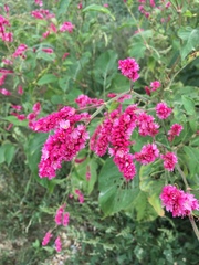 Persicaria orientalis