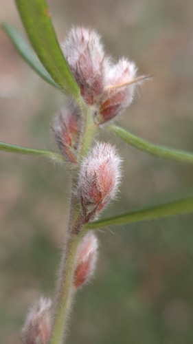 Ku-ring-gai Bush-Pea (Pultenaea mucronata)