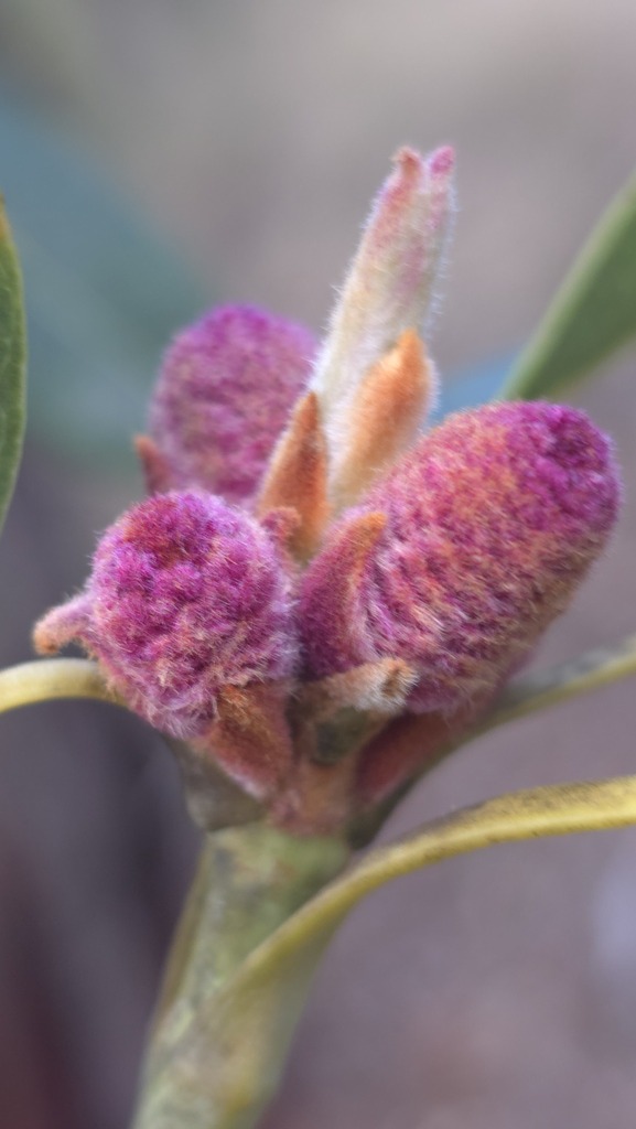 Xylomelum pyriforme botanical reference