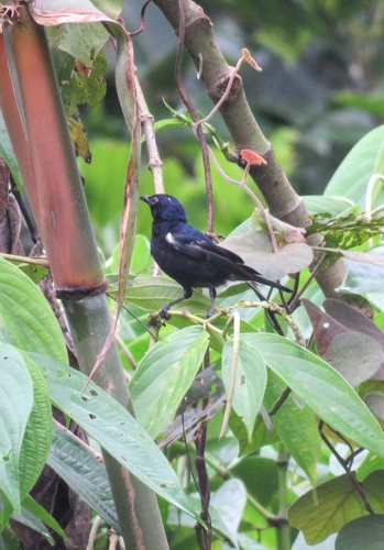 Melanocharis nigra observed 2025-07-19