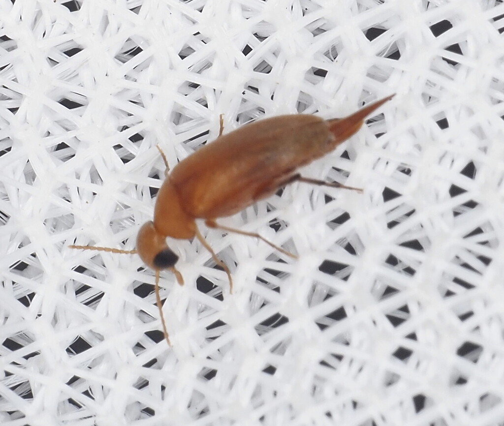 Mordellina testacea