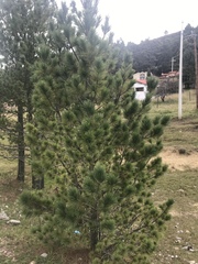 Pinus stylesii
