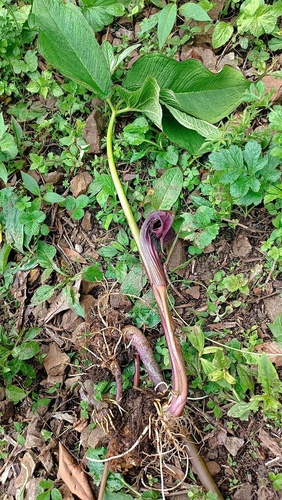 Arisaema dahaiense