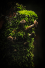 Armillaria cepistipes