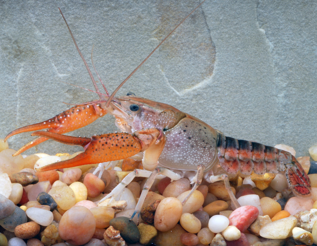 Southern White River Crayfish