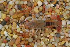 Procambarus zonangulus