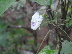 Centrosema sagittatum