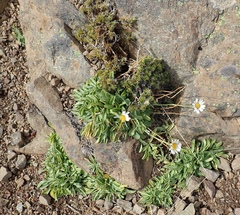 Erigeron flettii