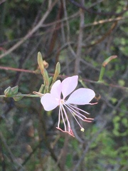 Oenothera demareei