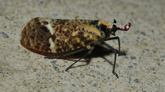 Phrictus moebiusi