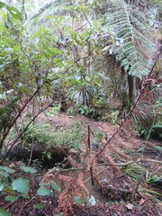 Freycinetia banksii