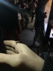 Pterolophia annulata