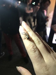 Pterolophia annulata