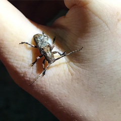 Pterolophia annulata