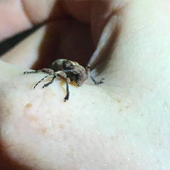 Pterolophia annulata