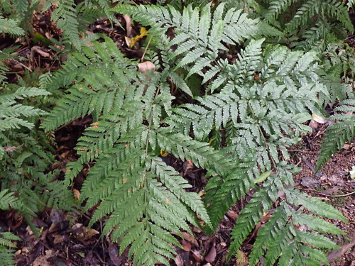 Trim Shield Fern (Lastreopsis decomposita)