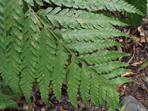 Lastreopsis decomposita, photograph 2