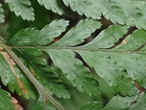 Lastreopsis decomposita, photograph 3