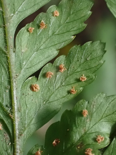 Lastreopsis decomposita, photograph 4