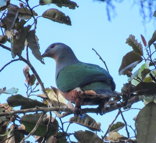 Ducula chalconota observed 2025-07-21