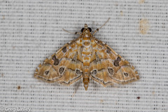 Ommatospila narcaeusalis