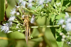 Acrididae