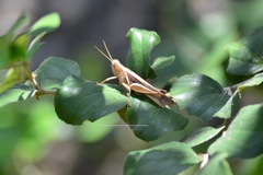 Acrididae