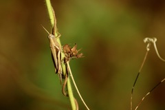 Acrididae