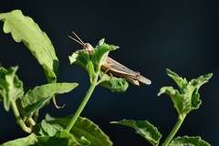 Acrididae