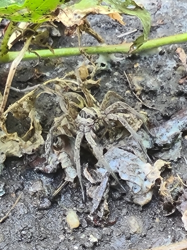 Radiated Wolf Spider